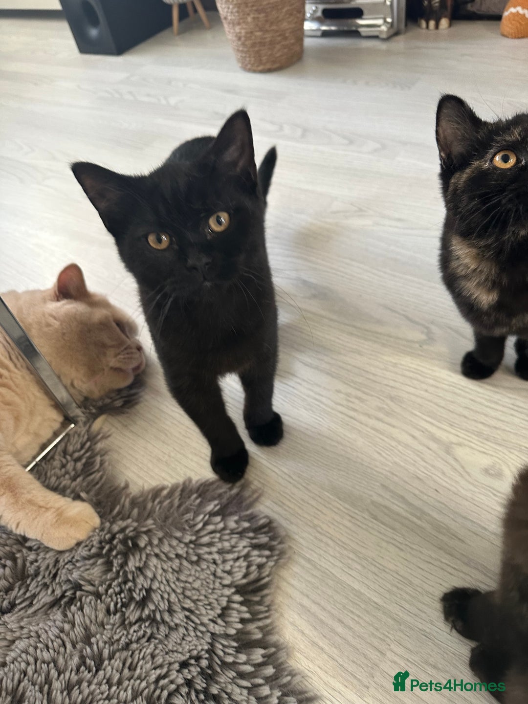 Mixed Breed cats for sale: British Short Hair Cross-Sphinx  - Advert 8