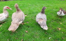 Ducks poultry for sale: Muscovy ducks breeding pair - Image 3