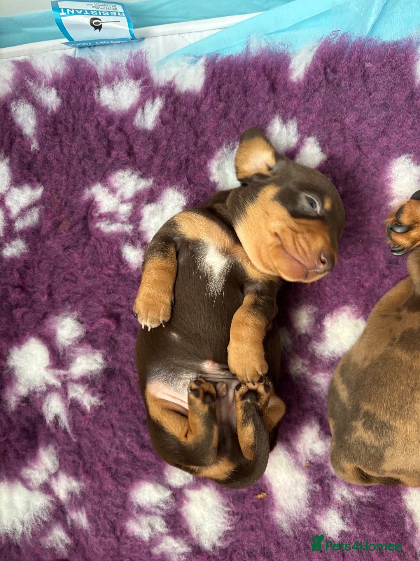 Miniature Dachshund dogs Smooth haired miniature dachshund  - Advert 1