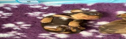 Miniature Dachshund dogs for sale: Smooth haired miniature dachshund  in Norwich - Advert 1