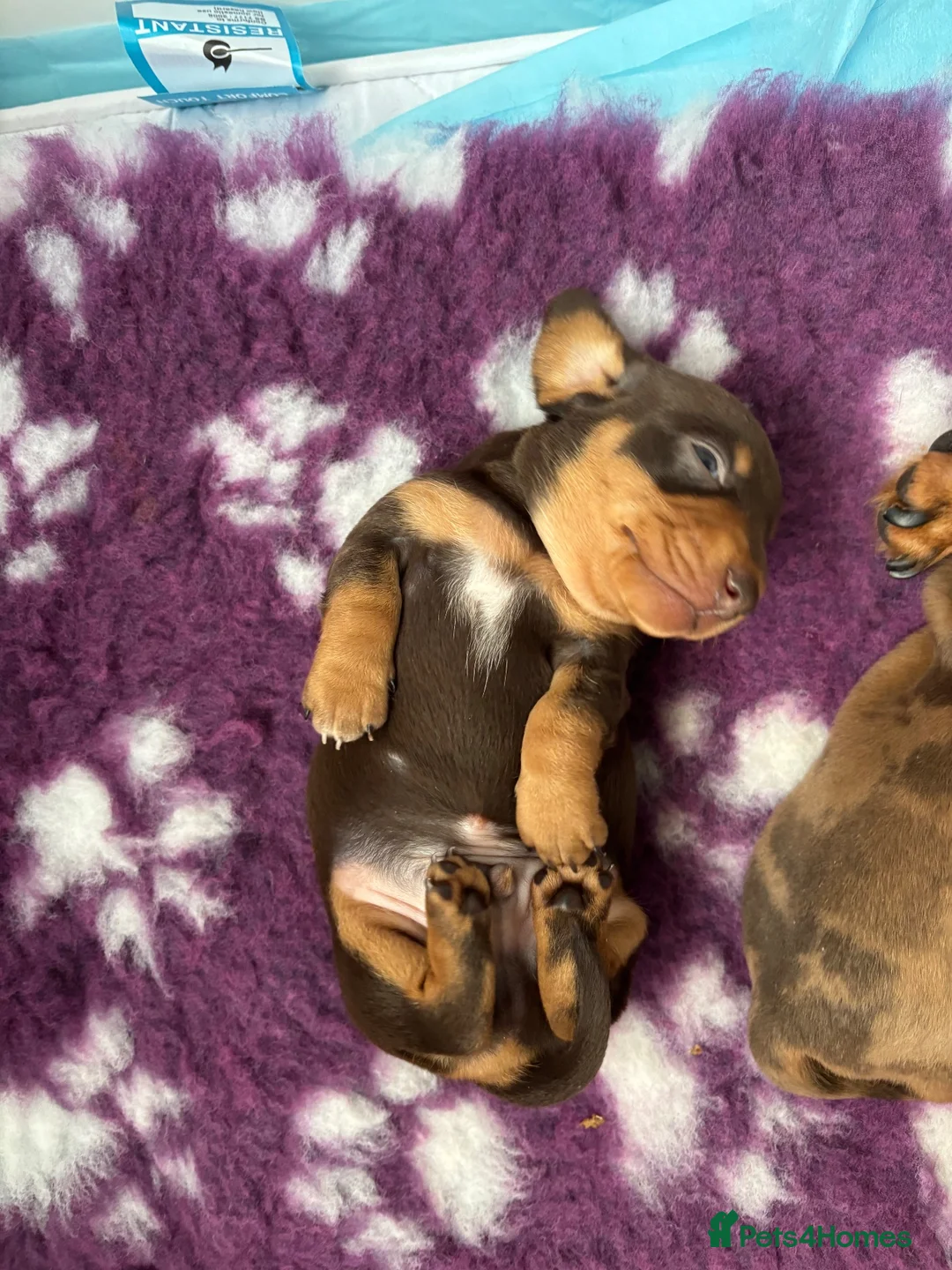 Miniature Dachshund dogs for sale: Smooth haired miniature dachshund  in Norwich - Advert 1