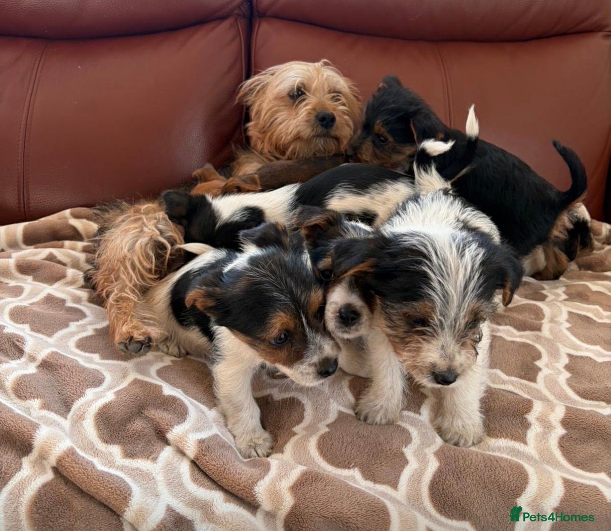 Mixed Breed dogs Yorkshire terrier X Jack Russell - Advert 2