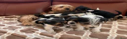 Mixed Breed dogs for sale: Yorkshire terrier X Jack Russell in Harlow - Advert 2
