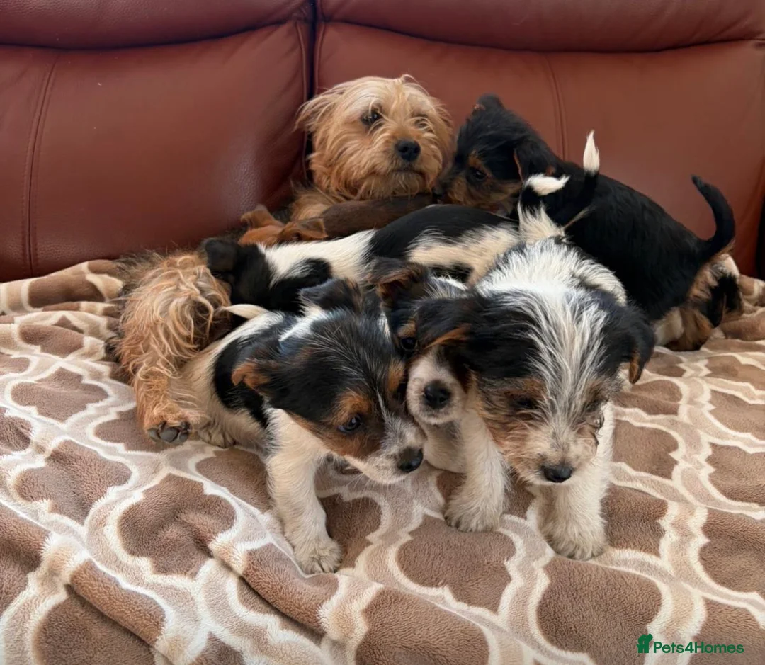 Mixed Breed dogs for sale: Yorkshire terrier X Jack Russell in Harlow - Advert 2