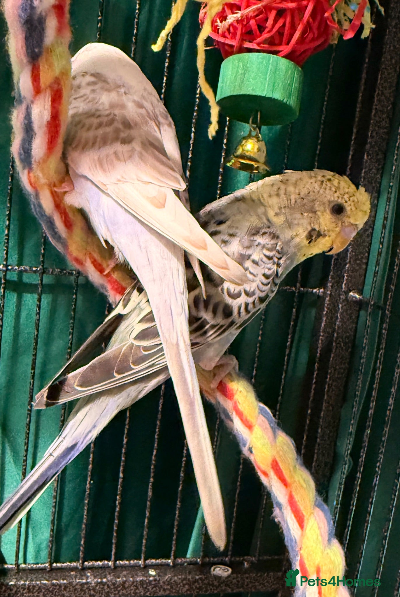 Budgerigars birds Budgies available male&females runcorn area   - Advert 1