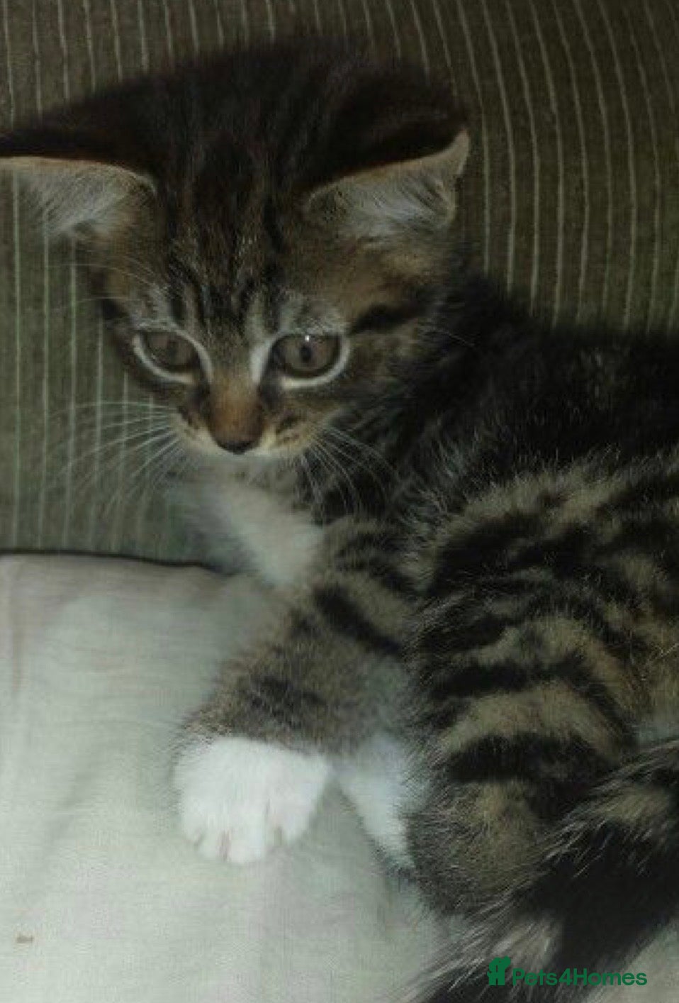 Mixed Breed cats  Cute kittens  - Advert 3