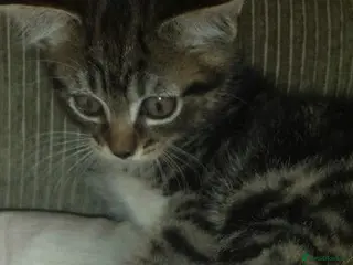 Mixed Breed cats Cute kittens - Advert 6