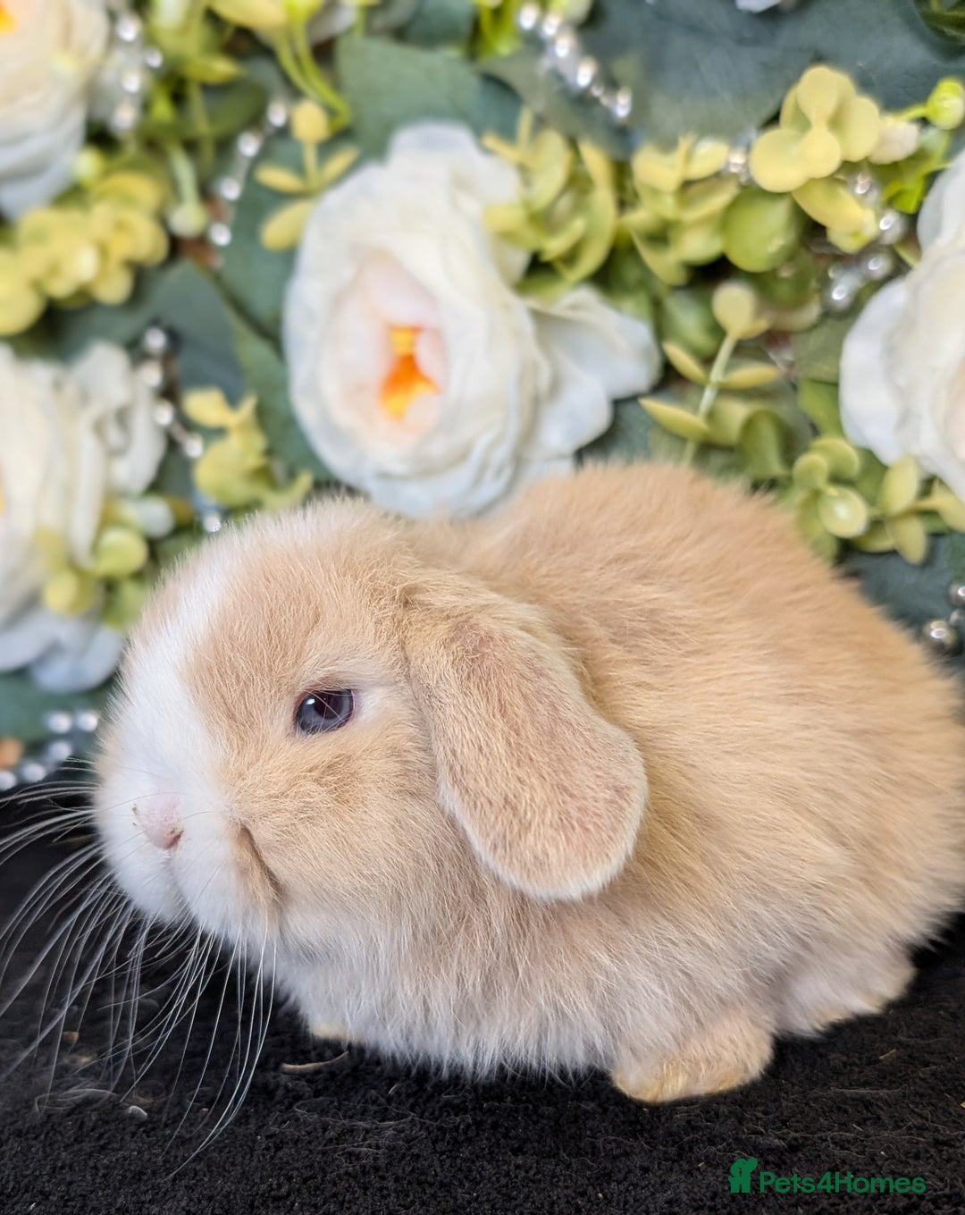 Mini Lop rabbits for sale: ❤️Stunning mini lop babies❤️ - Advert 22