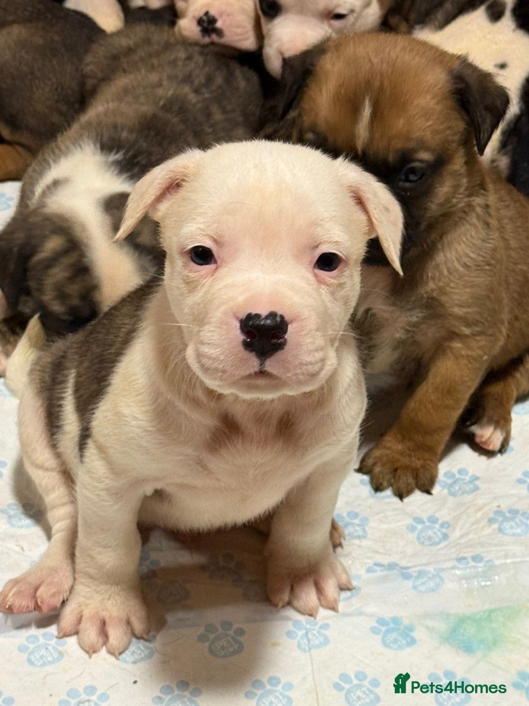 American Bulldog dogs for sale: America bulldogs  - Advert 5