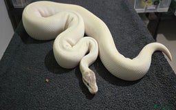 Python Snake reptiles for sale: Mixed Male and Female Royal Pythons - Image 14