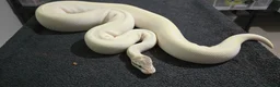 Python Snake reptiles for sale: Mixed Male and Female Royal Pythons - Advert 8