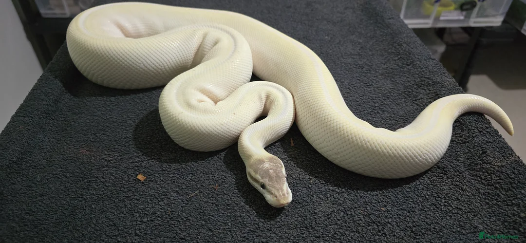 Python Snake reptiles for sale: Mixed Male and Female Royal Pythons - Advert 8