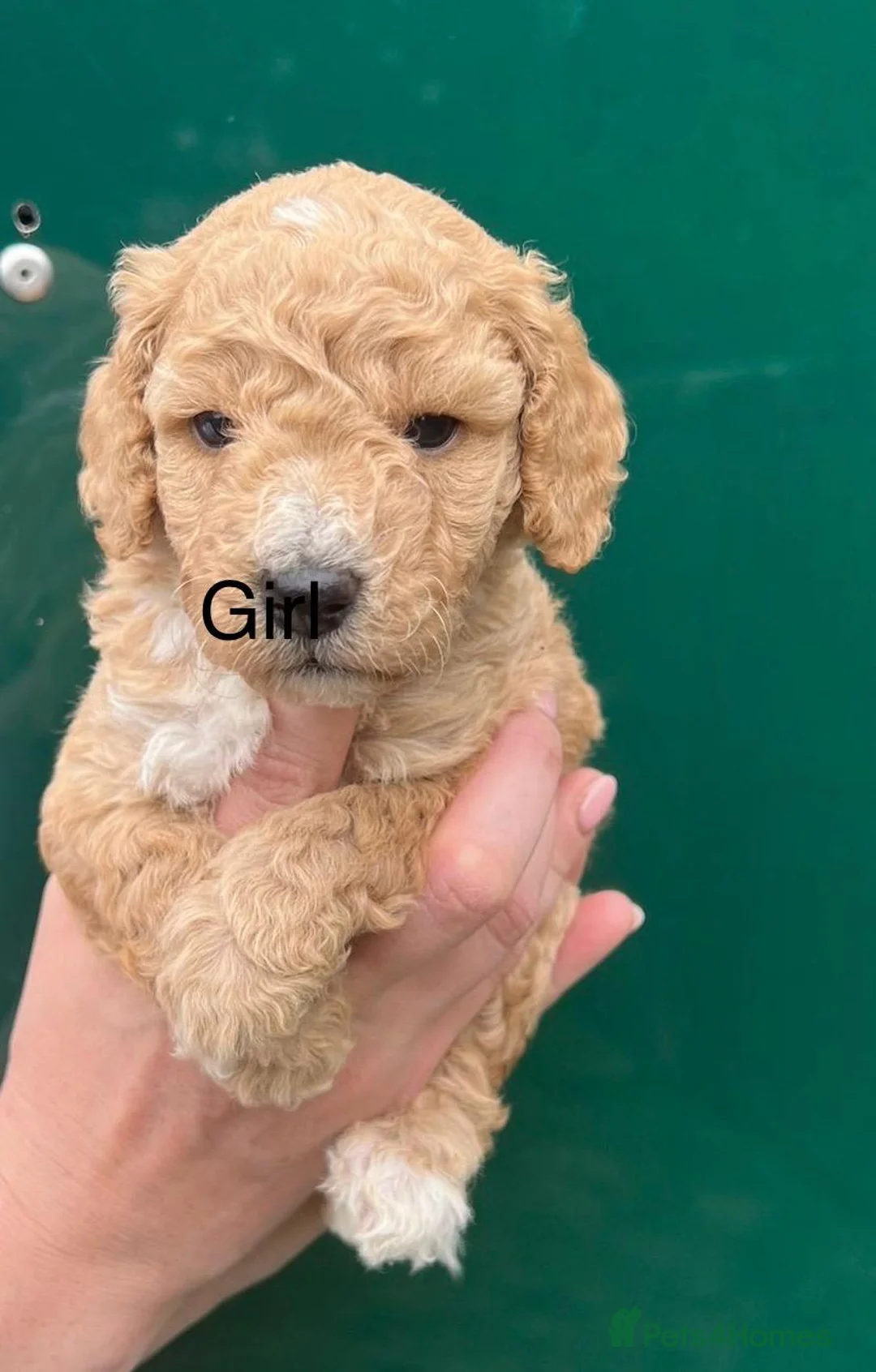 Miniature Poodle dogs for stud: Stunning Red Poodle for Stud in Motherwell - Advert 34