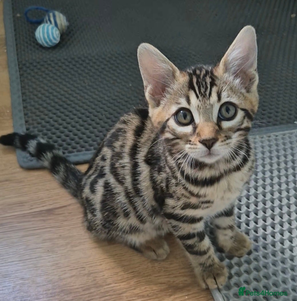 Bengal cats Brown Charcoal Bengals – Girl & Boy – Reserve🥰 - Advert 2