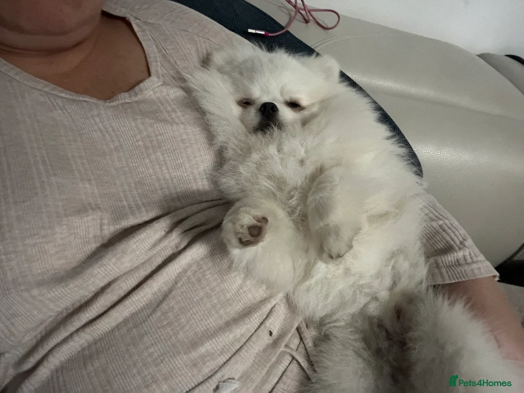 Pomeranian dogs for stud: Olaf white Pomeranian stud in Liverpool - Advert 12