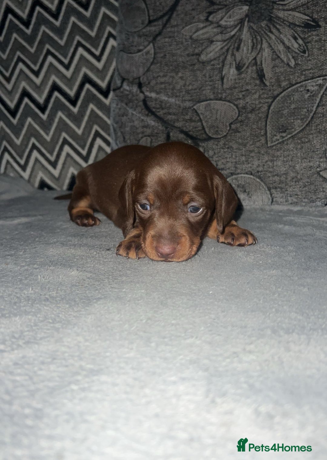 Miniature Dachshund dogs for sale: Mini dauchunds puppies - Advert 7
