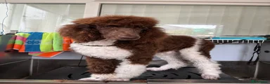 Standard Poodle 1