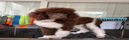Standard Poodle dogs for sale: Standard poodle brown and white parti  - Advert 6