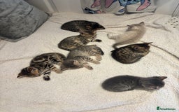 Savannah cats for sale: Savannah x kittens  - Image 2