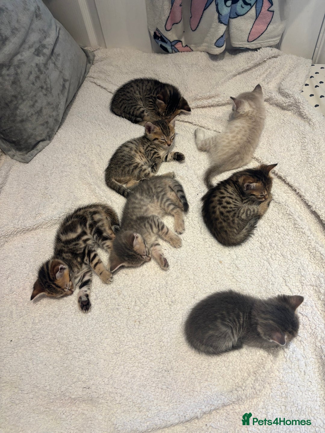 Savannah cats for sale: Savannah x kittens  - Image 2