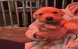 Labrador Retriever dogs for sale: Labrador Puppies Looking for Their Forever Homes!  - Image 10