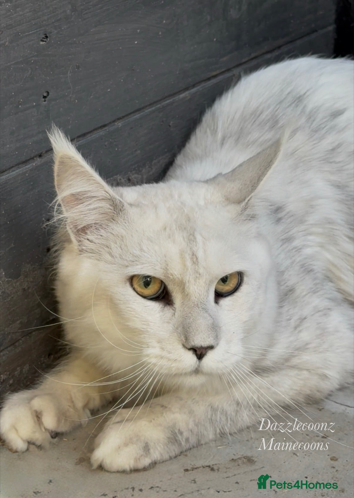 Maine Coon cats TICA Russian black silver shaded for stud  - Advert 13