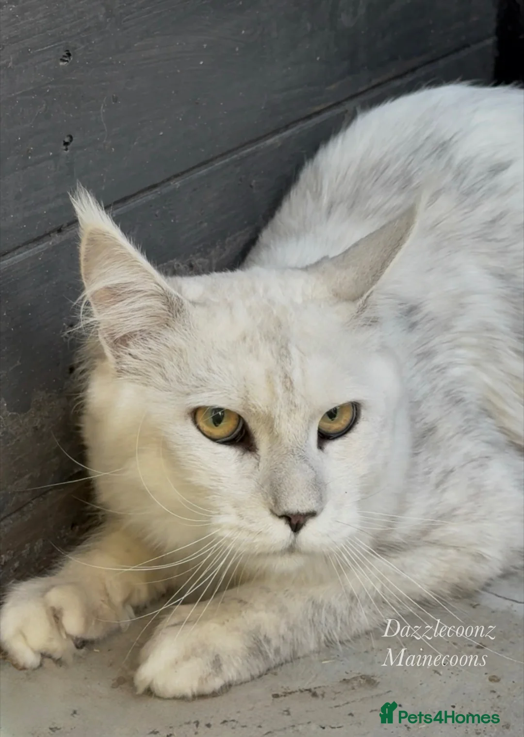 Maine Coon cats for stud: Big black silver shaded for stud duties - Advert 2