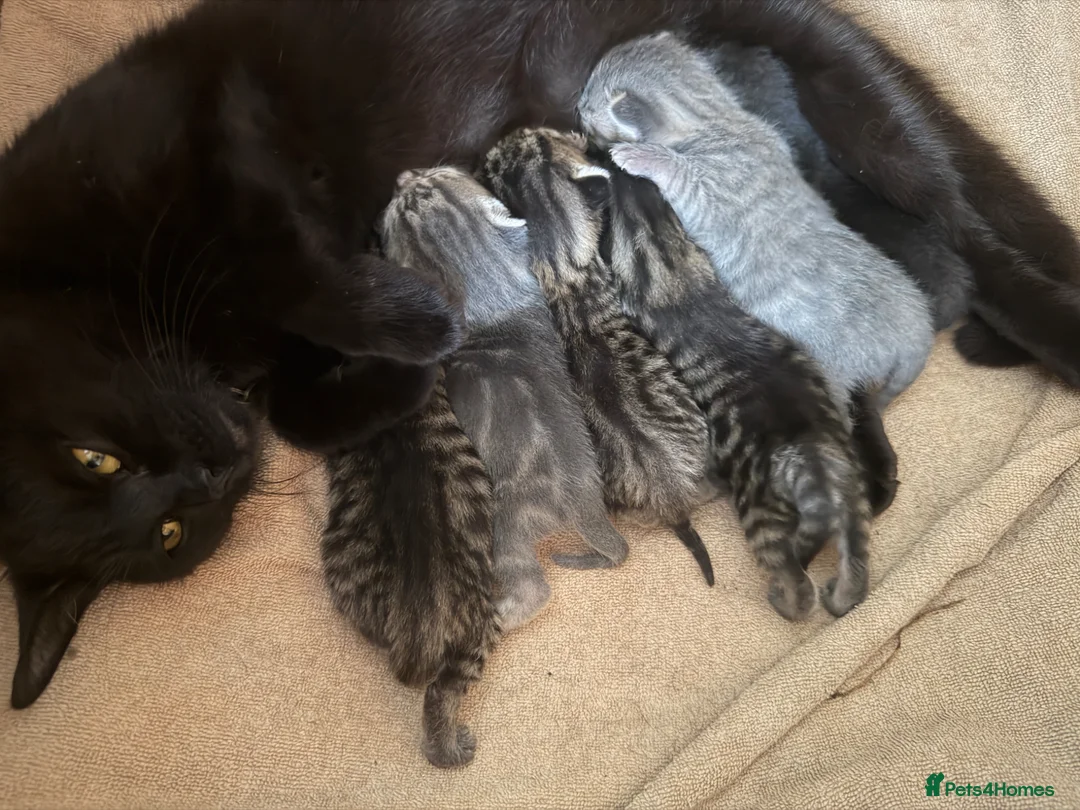 Mixed Breed cats for sale: Beautiful Kittens BSH Cross - Advert 27