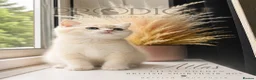 British Shorthair cats for sale: Exceptional Rare GCCF Golden BSH Kittens - Advert 7