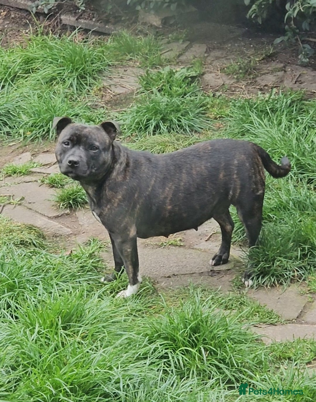 Staffordshire Bull Terrier dogs for sale: 🥨THE GOLDILOCKS LITTER 🥨 - Advert 10