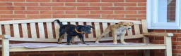 Mixed Breed dogs for adoption: Lovely Little Lotus - Advert 15