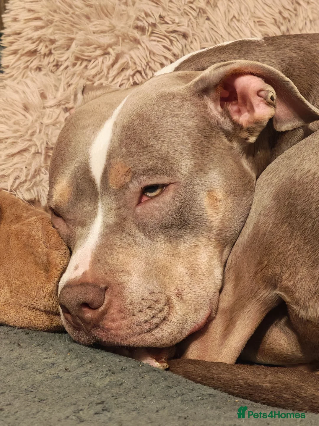 Mixed Breed dogs for sale: Staffy x American Bulldog Puppies - Advert 1