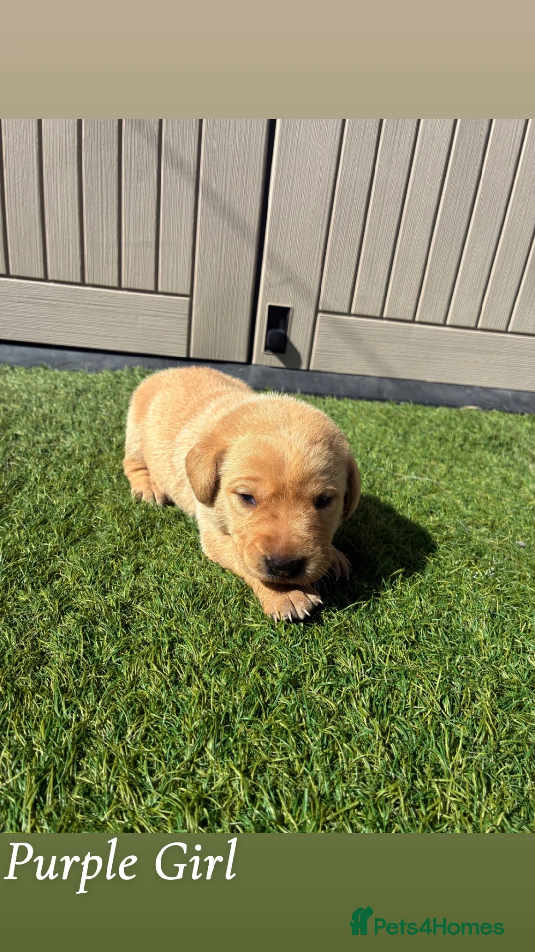 Labrador Retriever dogs for sale: 🐾Exceptional KC Registered Labrador Puppies🐾 - Advert 2