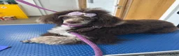 Miniature Poodle dogs for sale: Miniature poodle in London - Advert 2