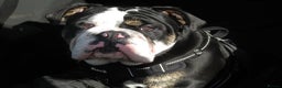Olde English Bulldogge dogs for stud: Vinnie the olde english bulldogge - Advert 20