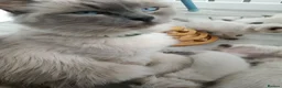 Ragdoll cats for sale: GCCF Registered ragdoll kittens available 28 Aug.  in Lincoln - Advert 24