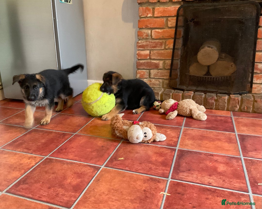 German Shepherd dogs for sale: 25 years experience  breeding German Shepherds - Image 7