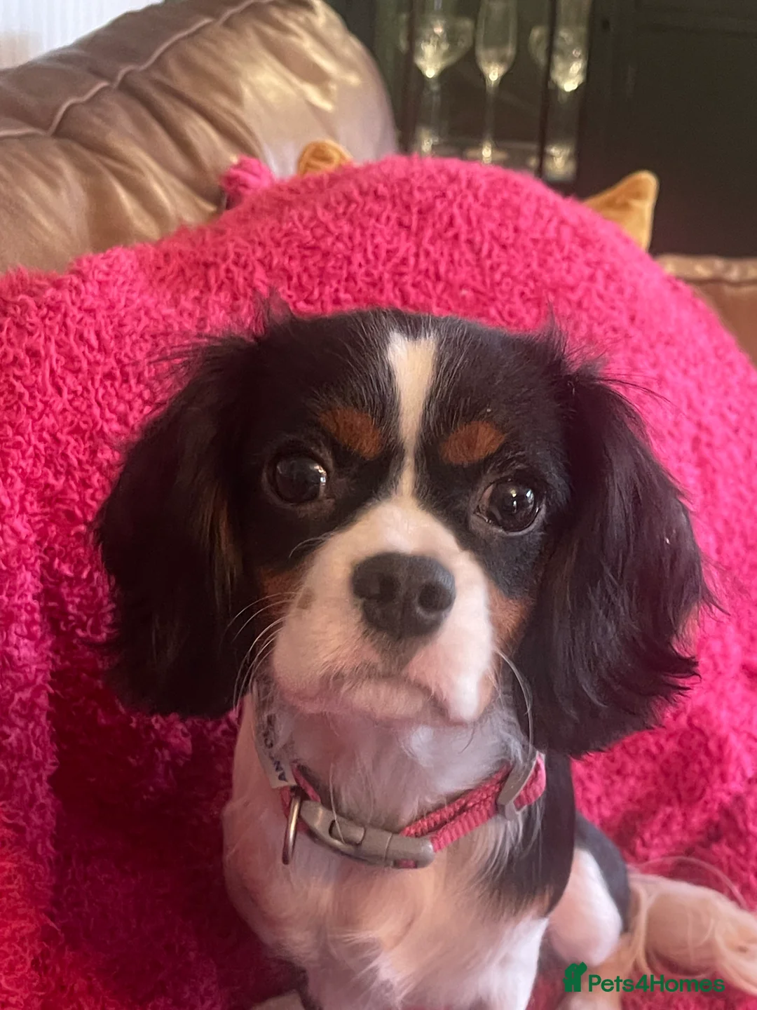 Cavalier King Charles Spaniel dogs for sale: Gorgeous Tri coloured Cavalier King Charles - Advert 5