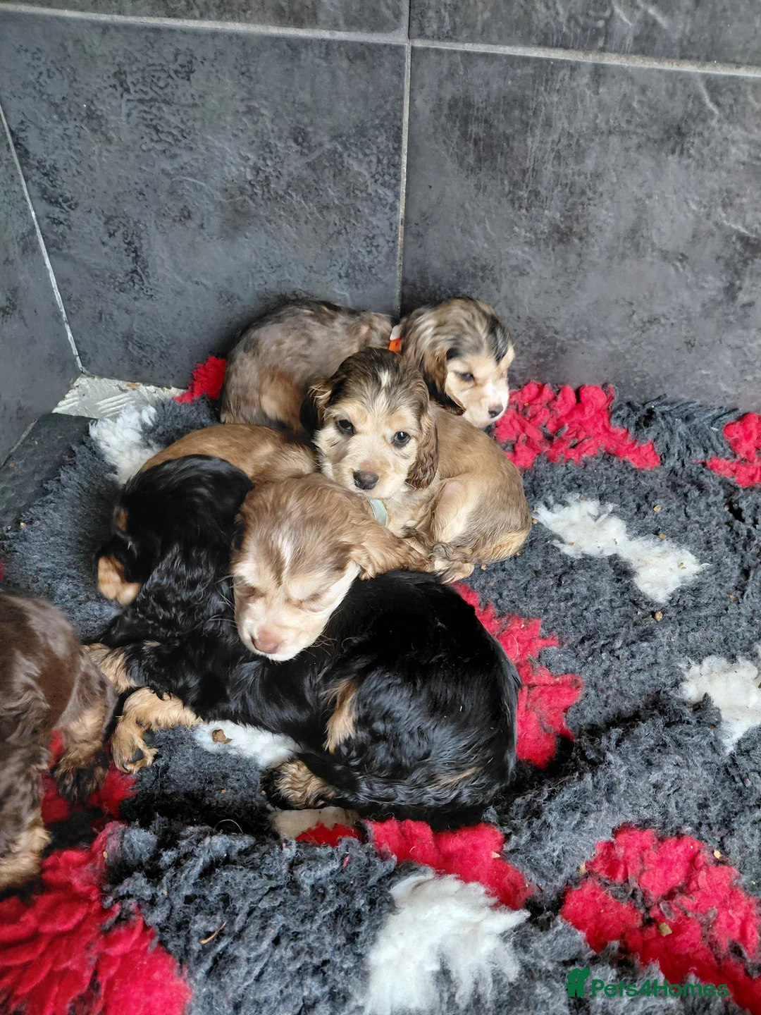 Cocker Spaniel dogs for sale: Show Spaniels from fully health tested parents - Advert 2