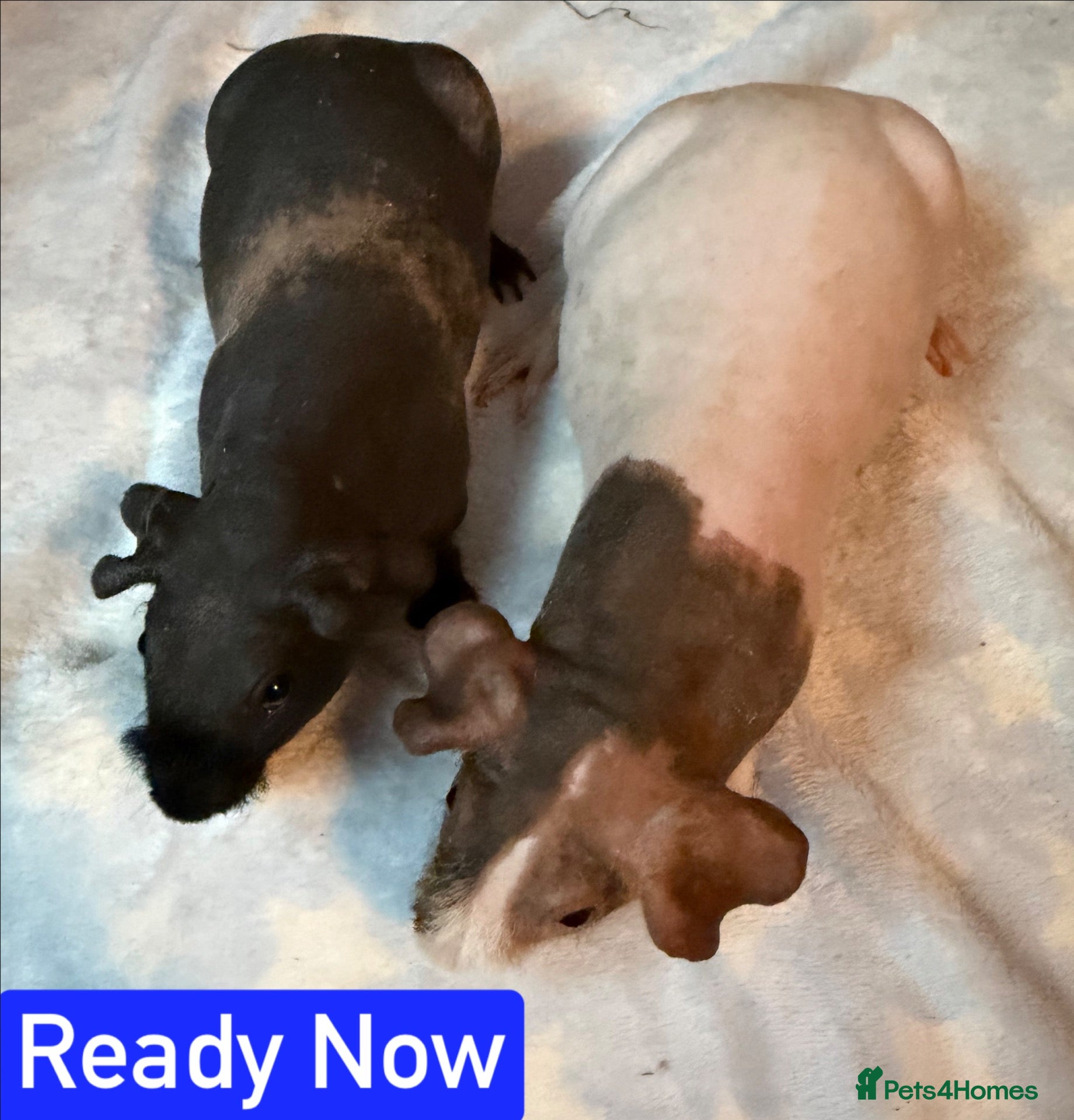 Guinea Pig rodents Skinny/Guinea Pigs - Advert 2