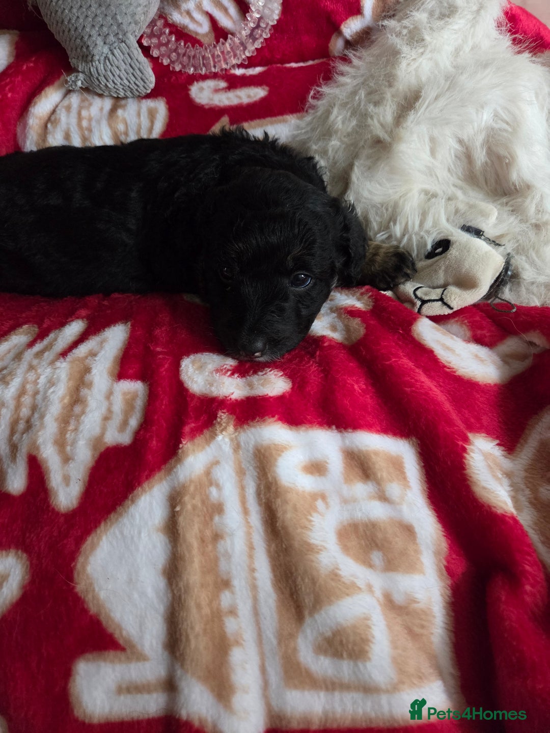 Bordoodle dogs for sale: Bordoodle pups - Advert 13