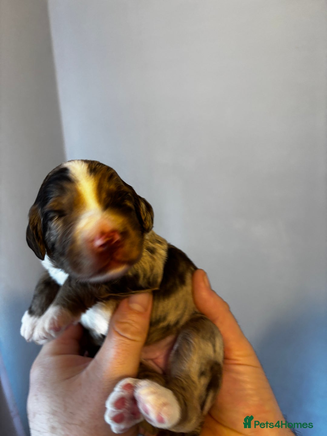 Sproodle dogs for sale: 🐾 Premium Sproodles - Merles & Stunning Parti 🐾 - Advert 16