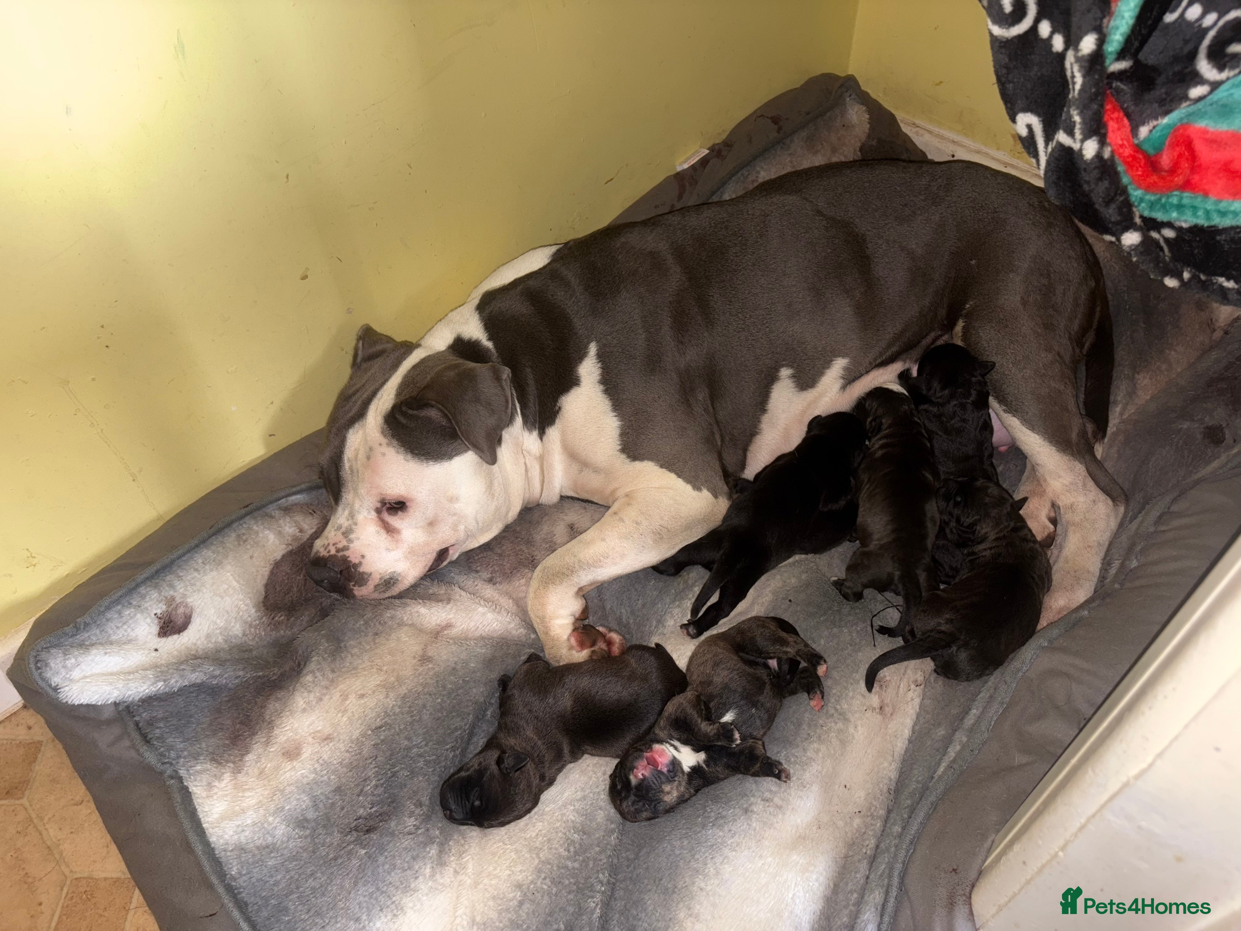 Mixed Breed dogs Rottiebulls exotic breed  - Advert 2