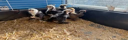 Chickens poultry for sale: Pekin bantams young chicks  - Advert 5