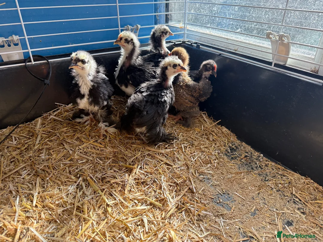Chickens poultry for sale: Pekin bantams young chicks  - Advert 5