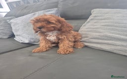 Cavapoo dogs for sale: Stunning Cavapoo Babies - ready this weekend - Image 5