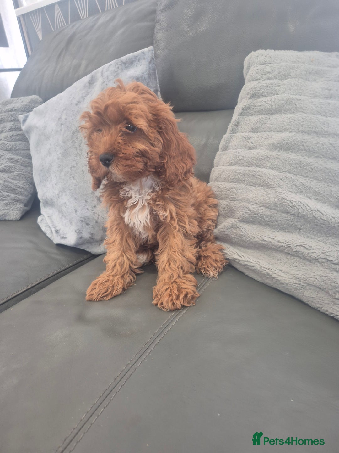Cavapoo dogs for sale: Stunning Cavapoo Babies - ready this weekend - Image 5
