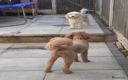 Mixed Breed dogs for sale: Cavapoochon pups litter due 13/09/25 7 confirmed  - Image 2