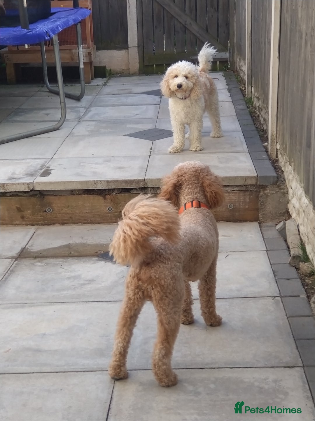 Mixed Breed dogs for sale: Cavapoochon pups litter due 13/09/25 7 confirmed  - Image 2