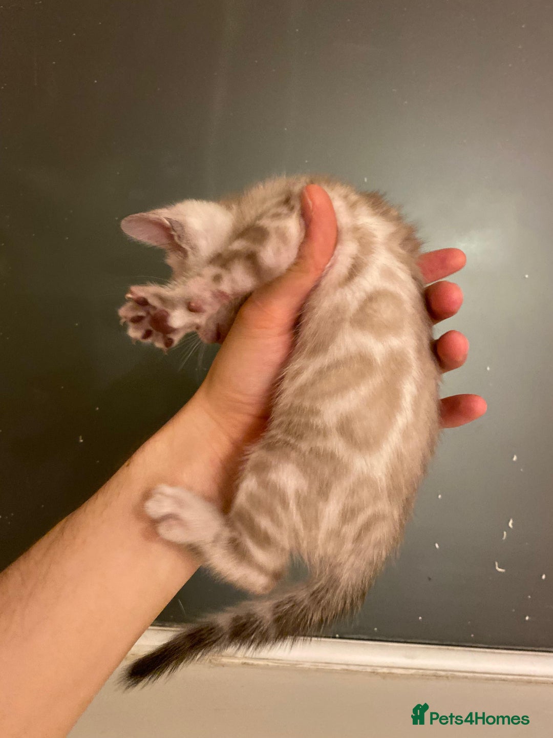 Bengal cats for sale: 🔥✨ Pedigree TICA-Registered Bengal Kittens - Image 30